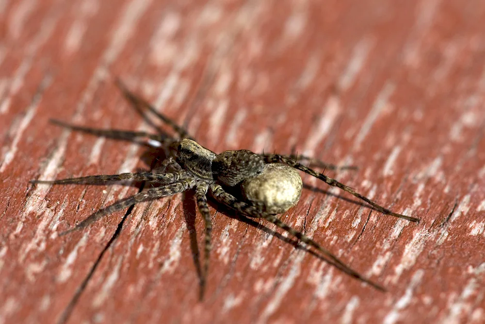 Himalayan spider spider Rockhopper