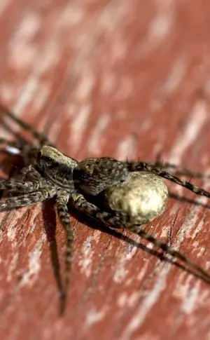 House spider Tegenaria agrestis