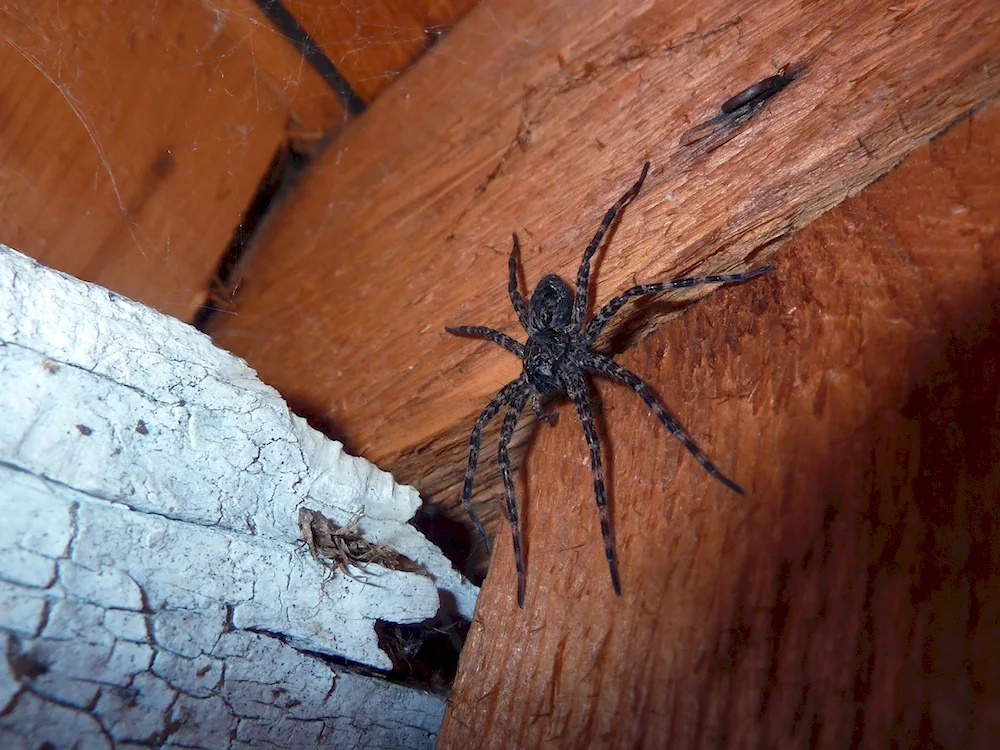 House spider Tegenaria agrestis