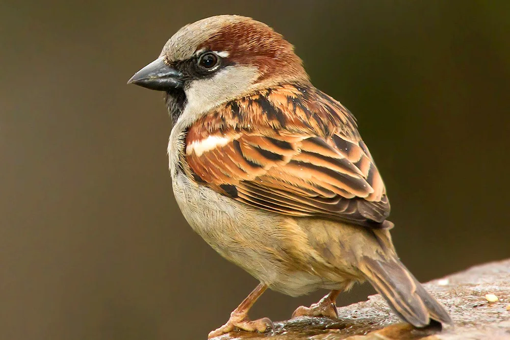 House Sparrow bird