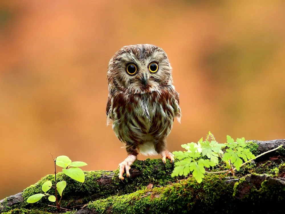 House Owl chick