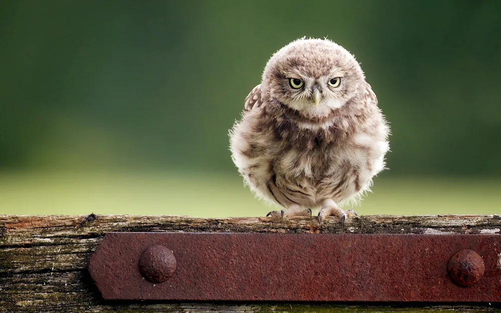 House Owl chick