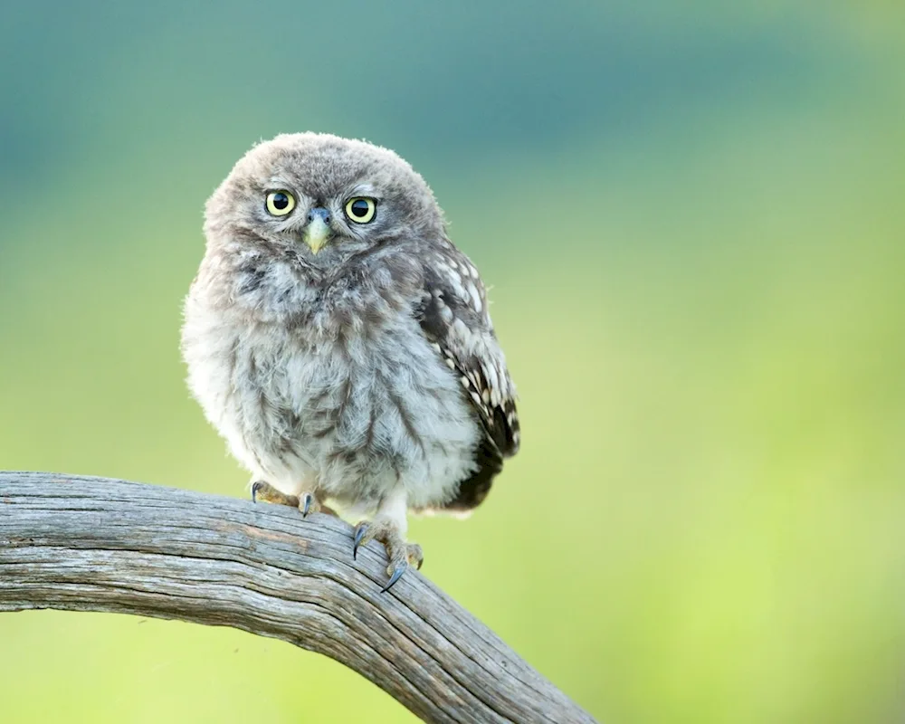 Owl on black background