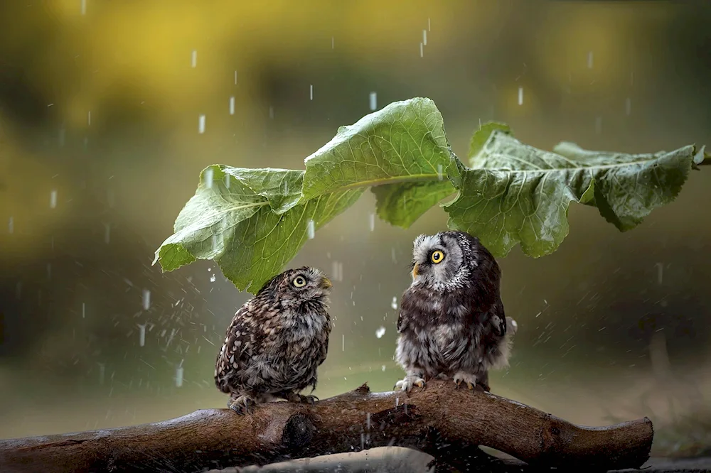 Rabbit owl