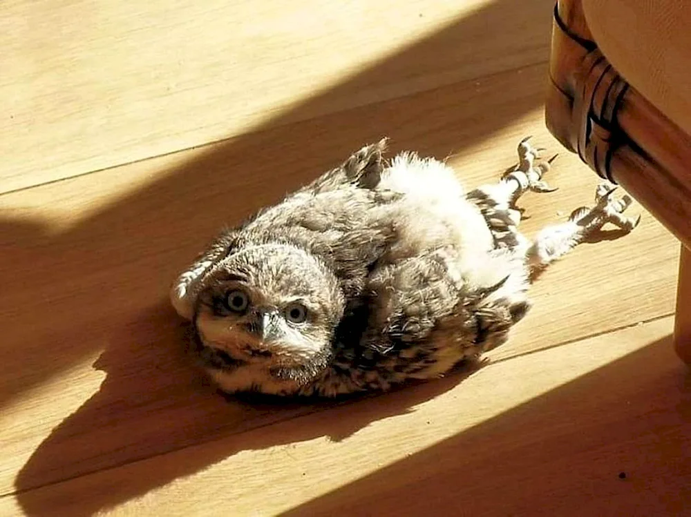 The owl sleeps Owls