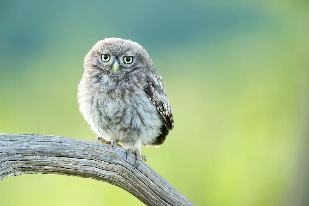 House Owl chick