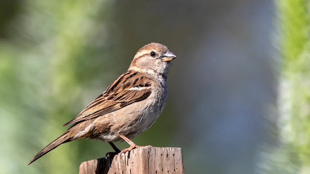 House sparrow female