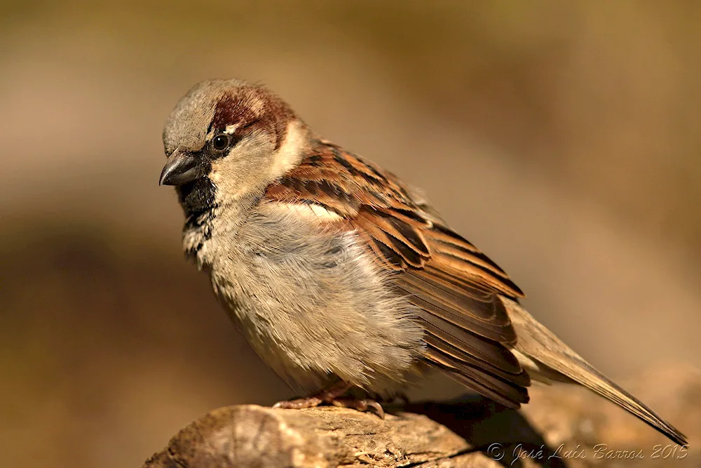 Sparrow in the snow
