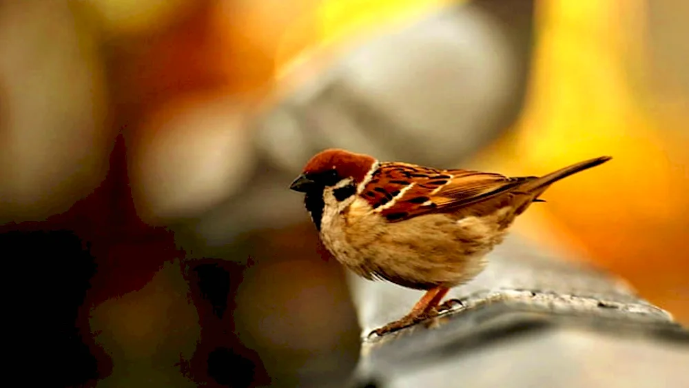 House Sparrow House Sparrows