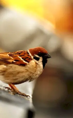 House Sparrow Sparrow