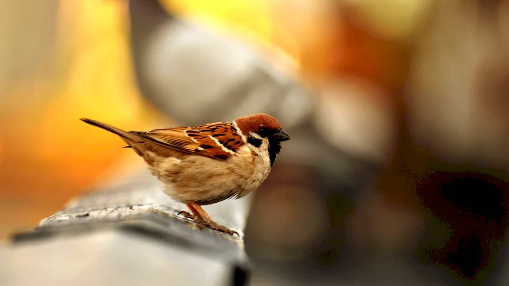 House Sparrow Sparrow