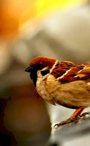 House Sparrow Sparrows