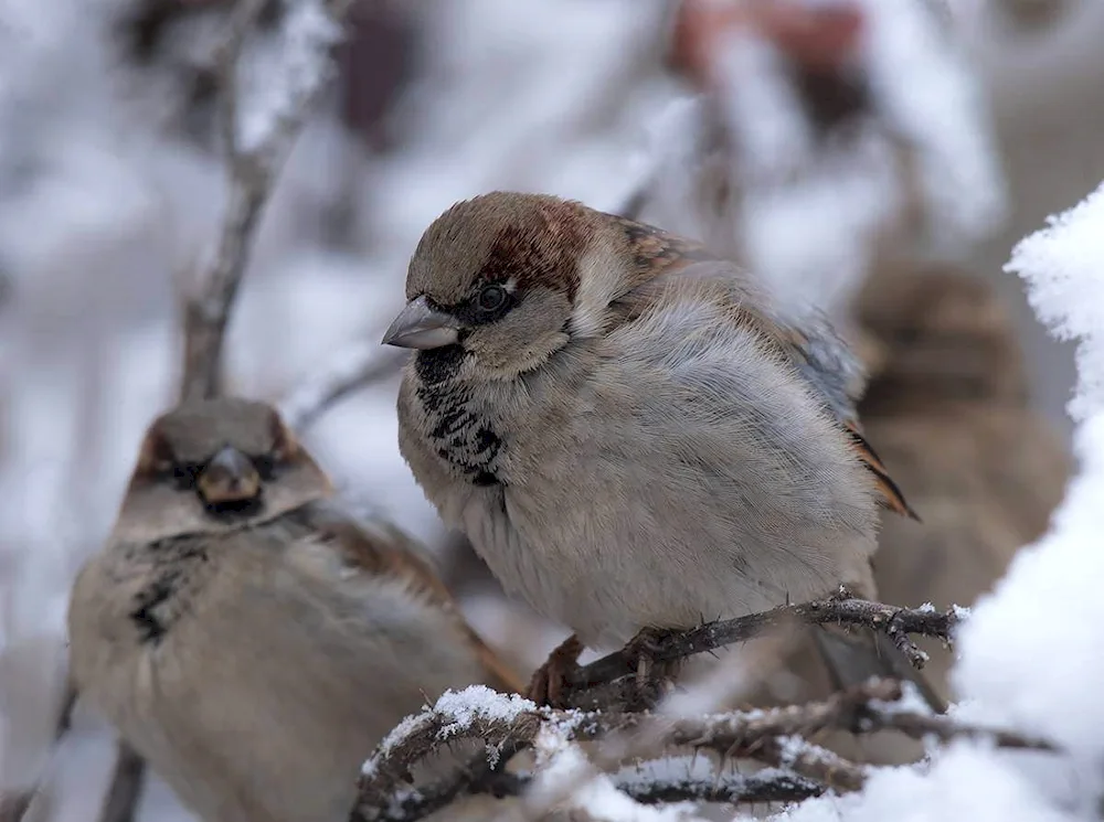 Some Sparrow