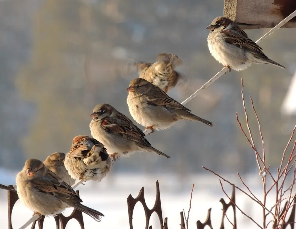 Winter sparrow