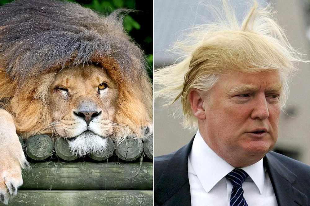 Donald Trump hairstyle