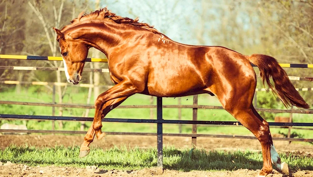 Donchak breed of horses