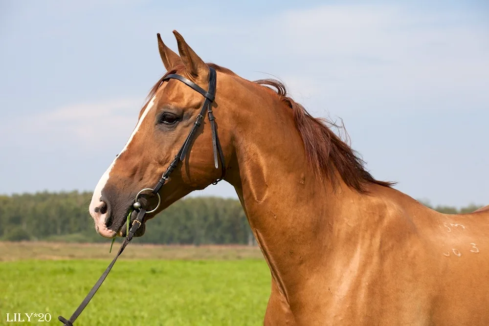 Budennovskaya high-blooded horse