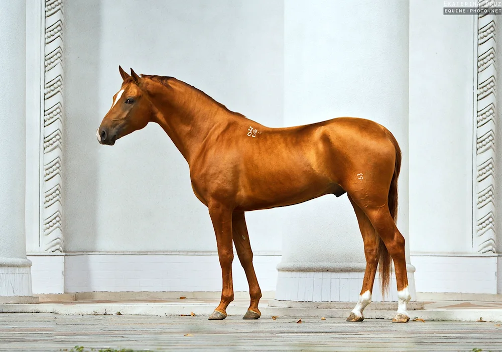 Gold of the Don steppes prokoni