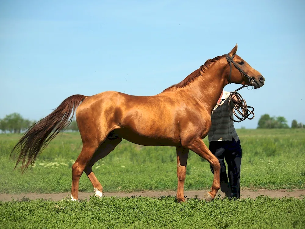 Donchak breed of horses