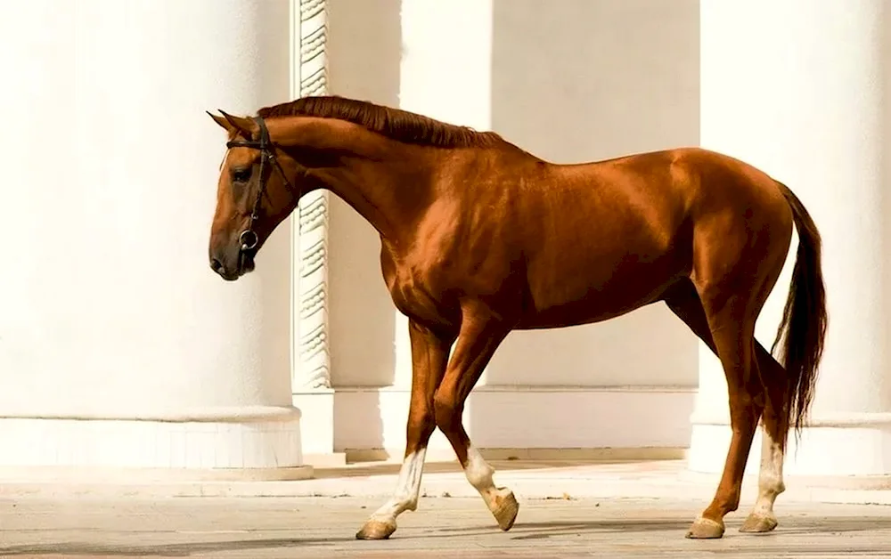 Donchak breed of horses