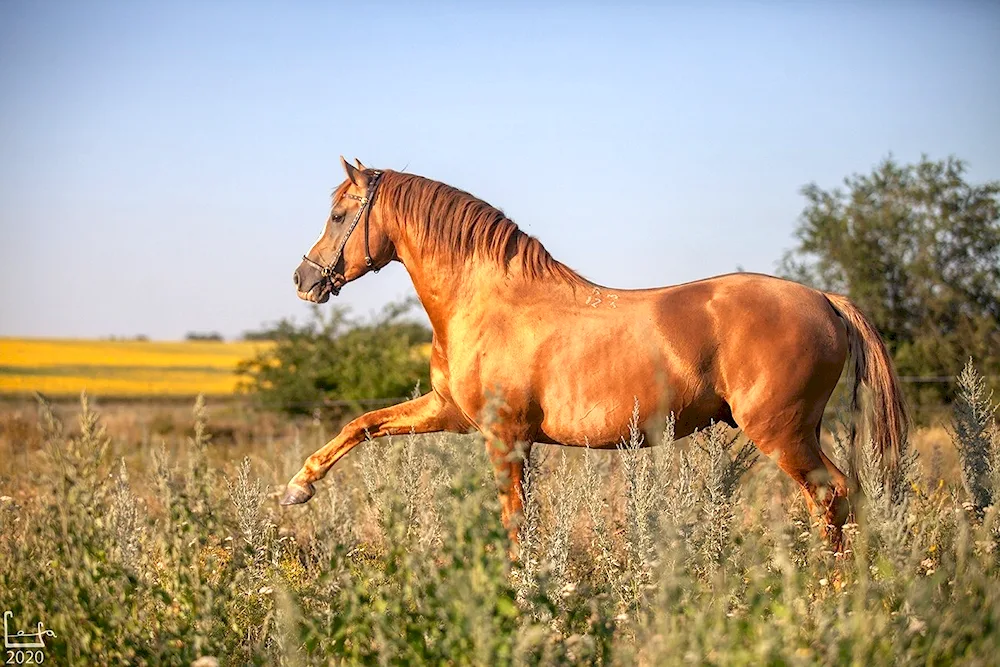 Donchak breed horse