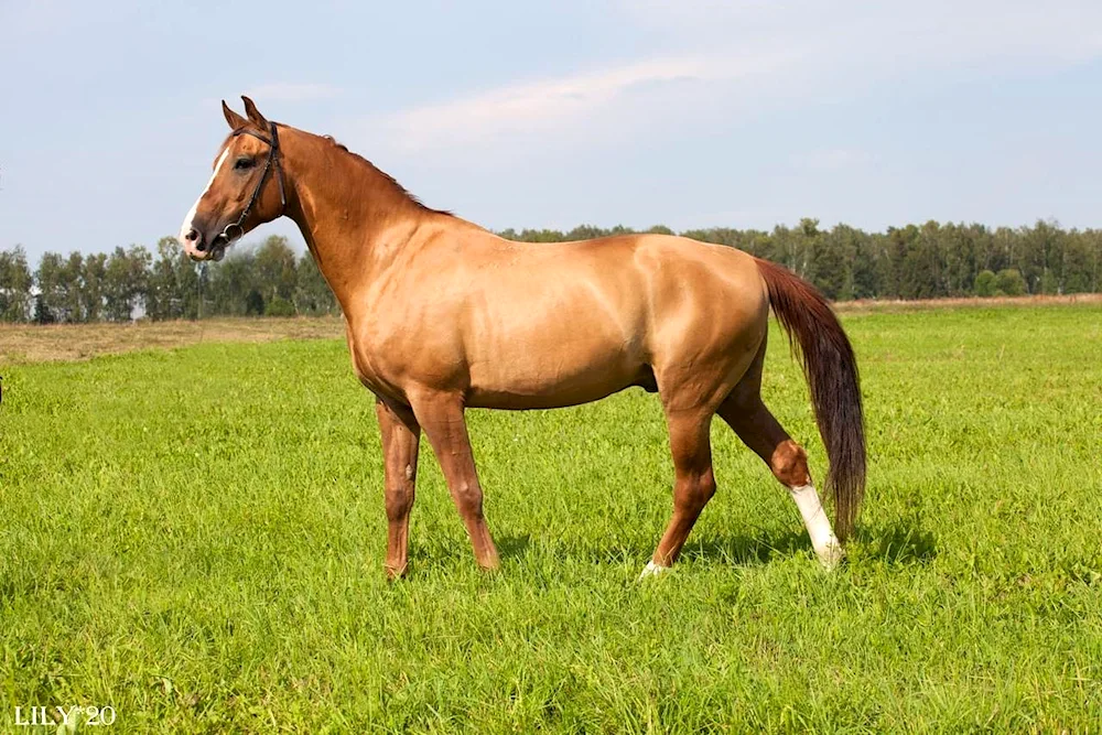 Donchak breed horse