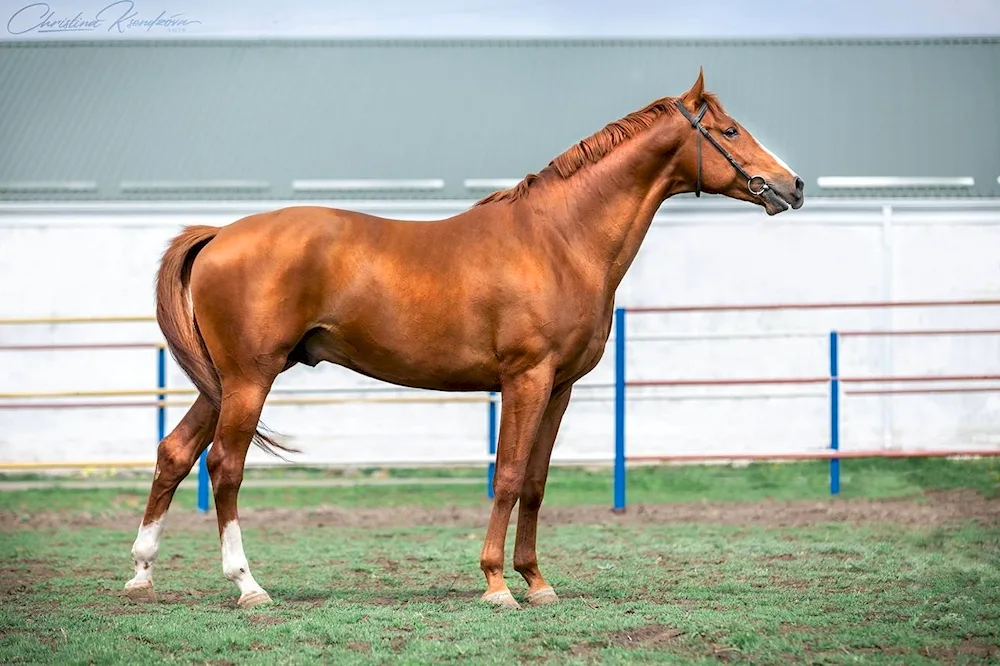 Donchak breed horse