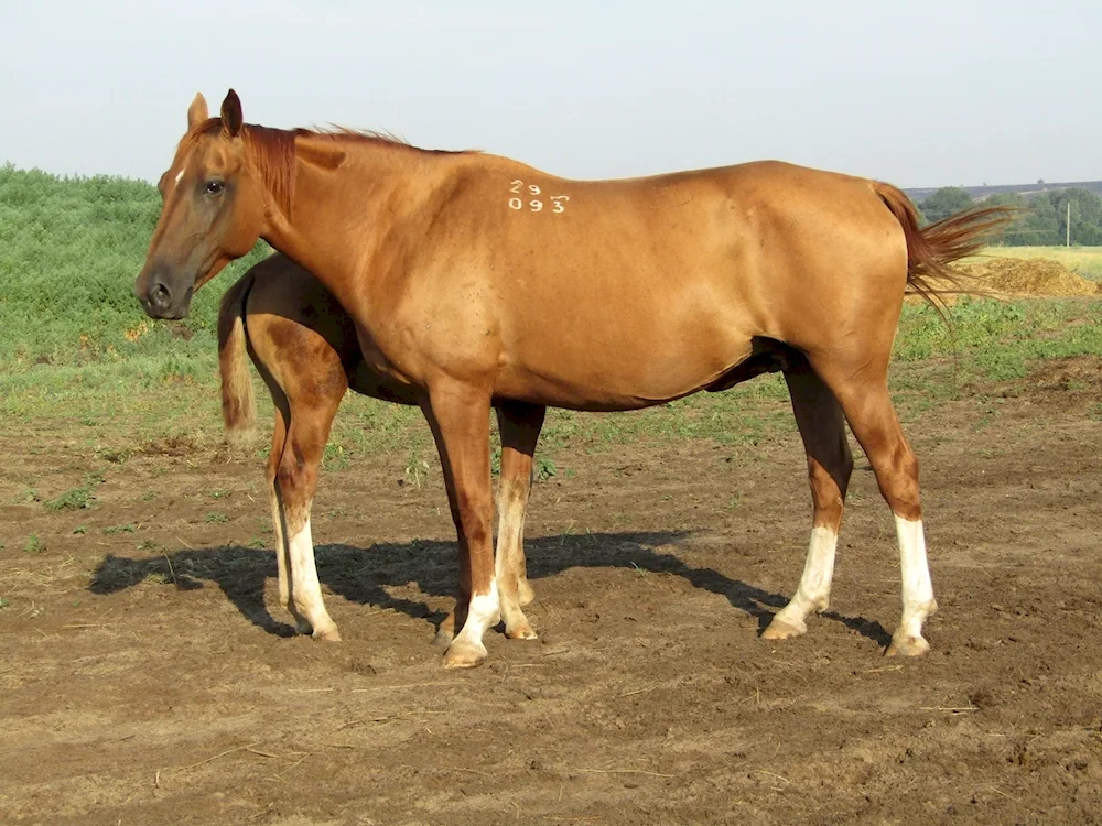 Donchak breed horse Bulanaya