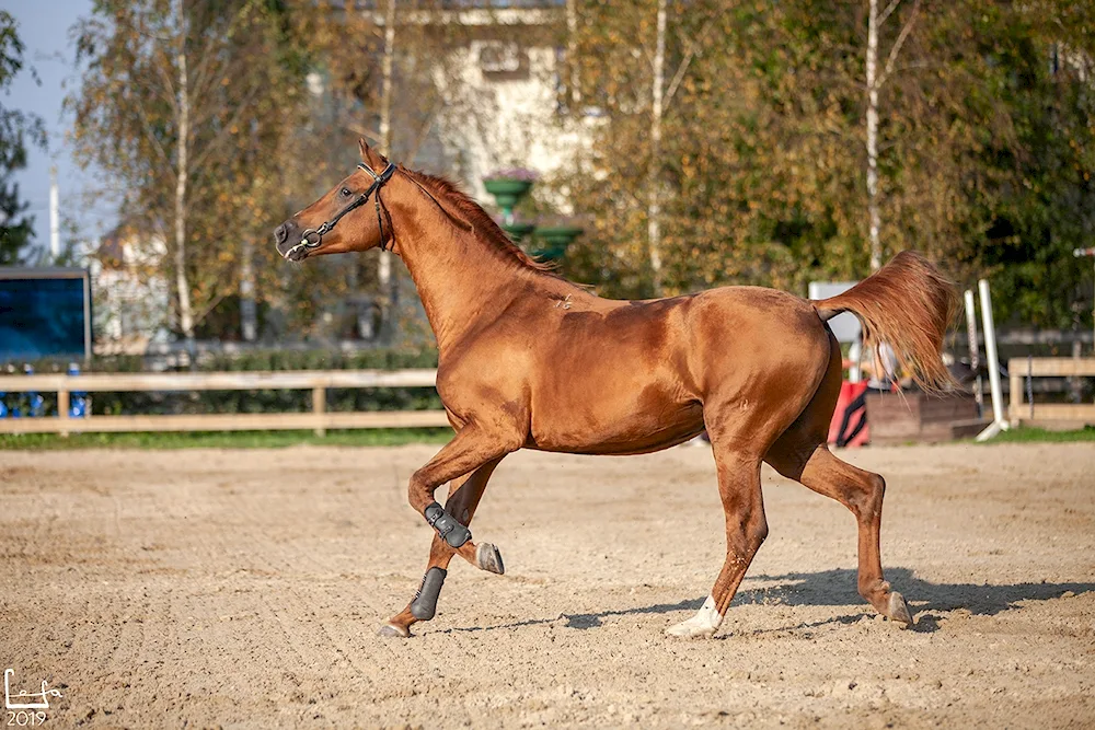 Donchak breed horse. Horse breed