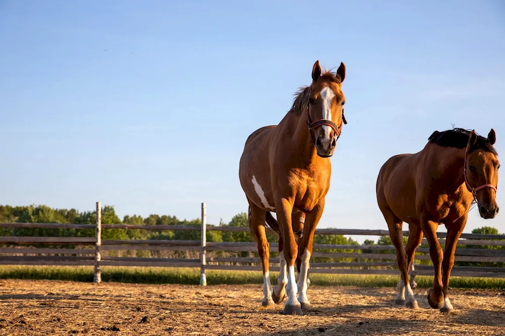 Donchak horse breed