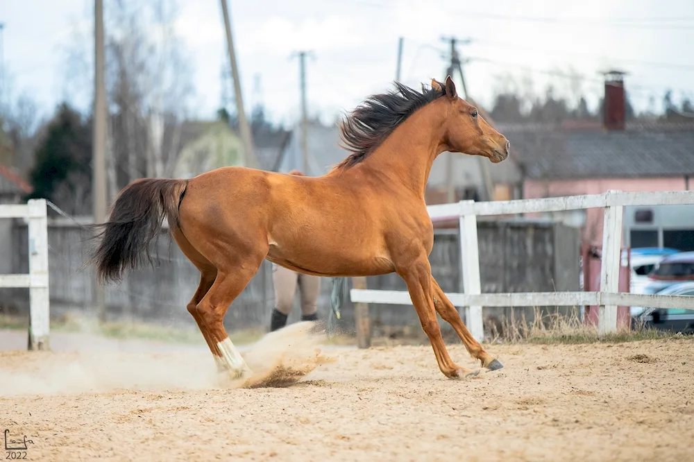 Donchak breed horse