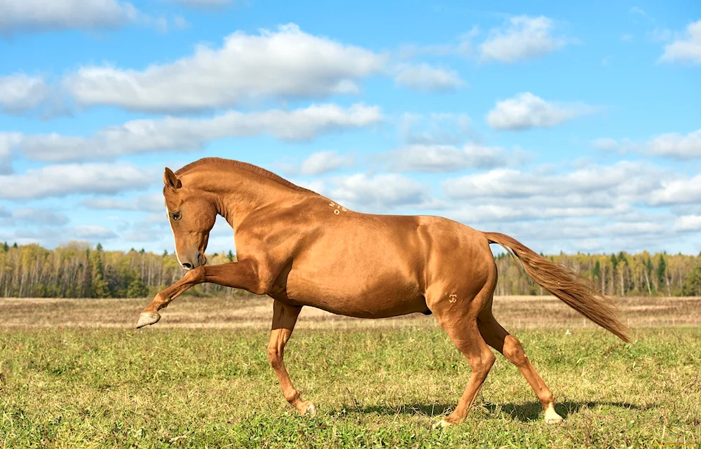 Donchak horse Golden suit