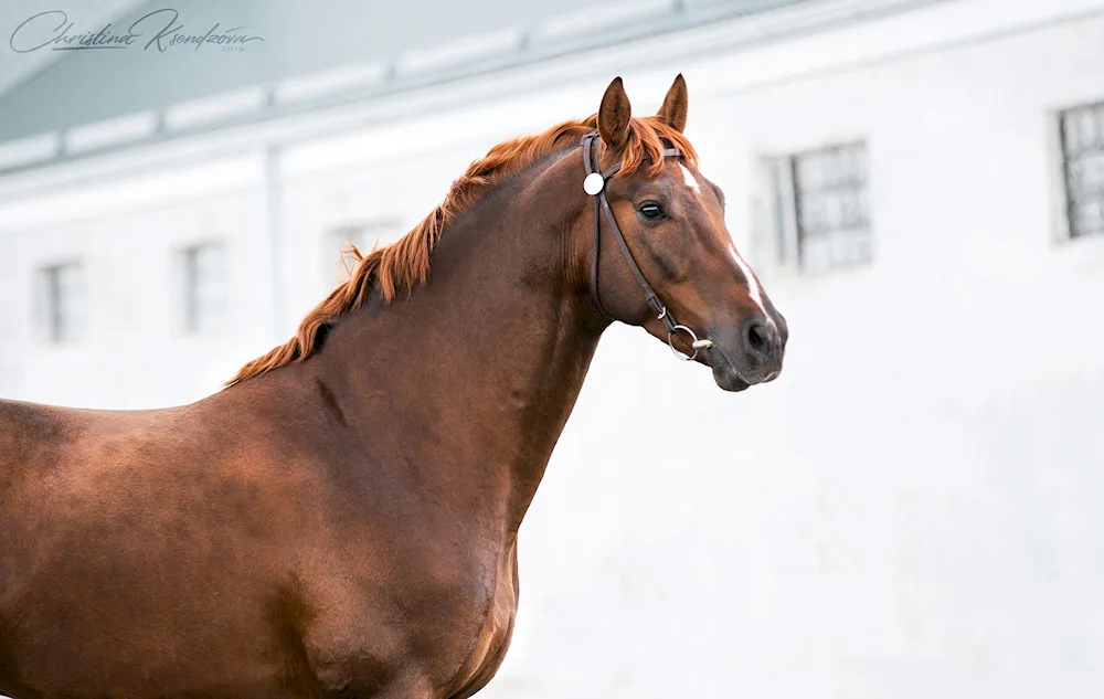 Don Mustangs Rostov reserve