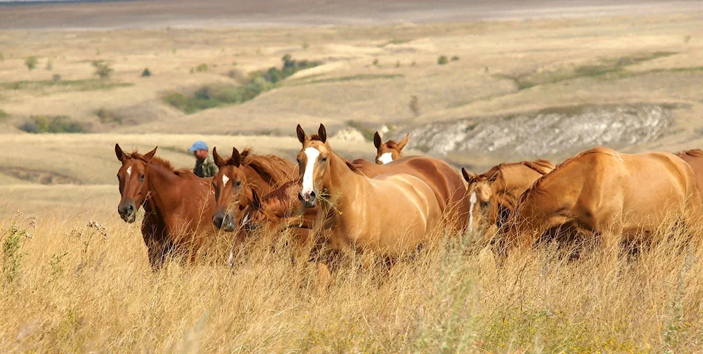 Red mare