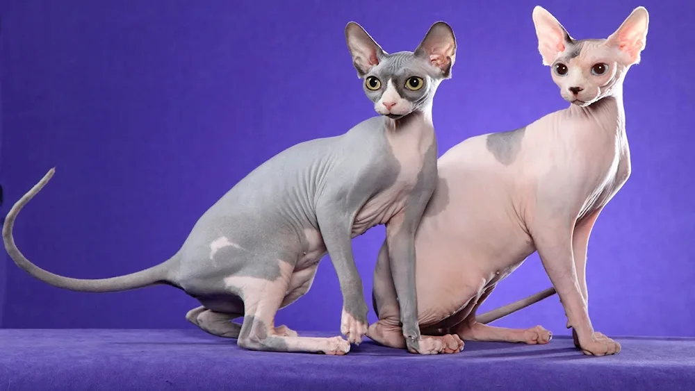 Sphynx cat breed