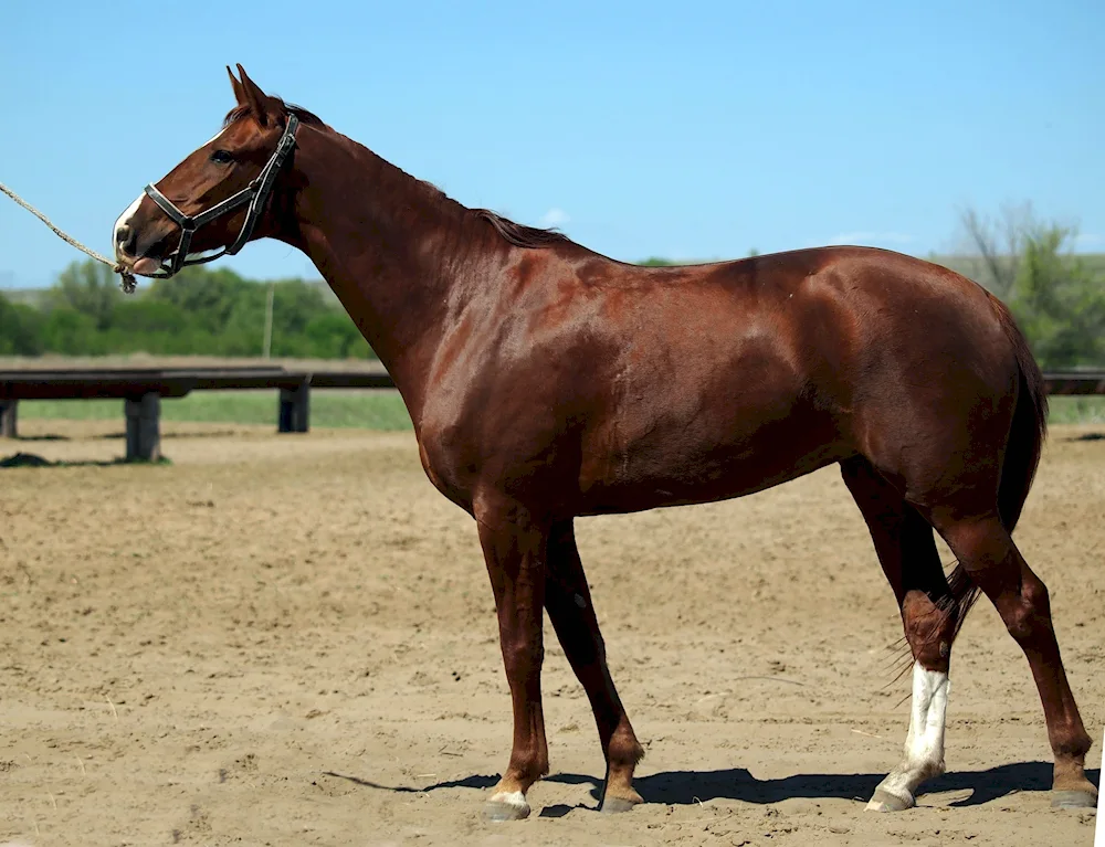 Donskoy trotter horse