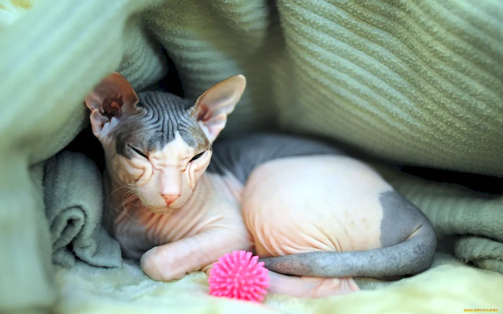 Devon rex