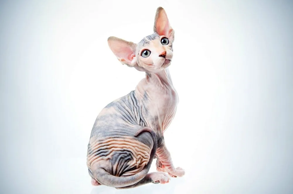 Don Sphynx