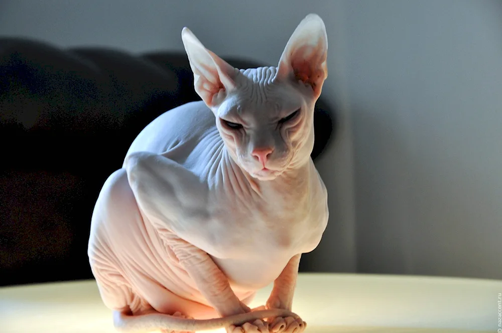 Don sphynx cat breed and Peterbold sphynx cat breed