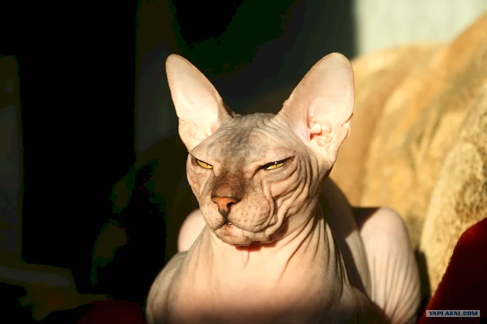 Don Sphynx