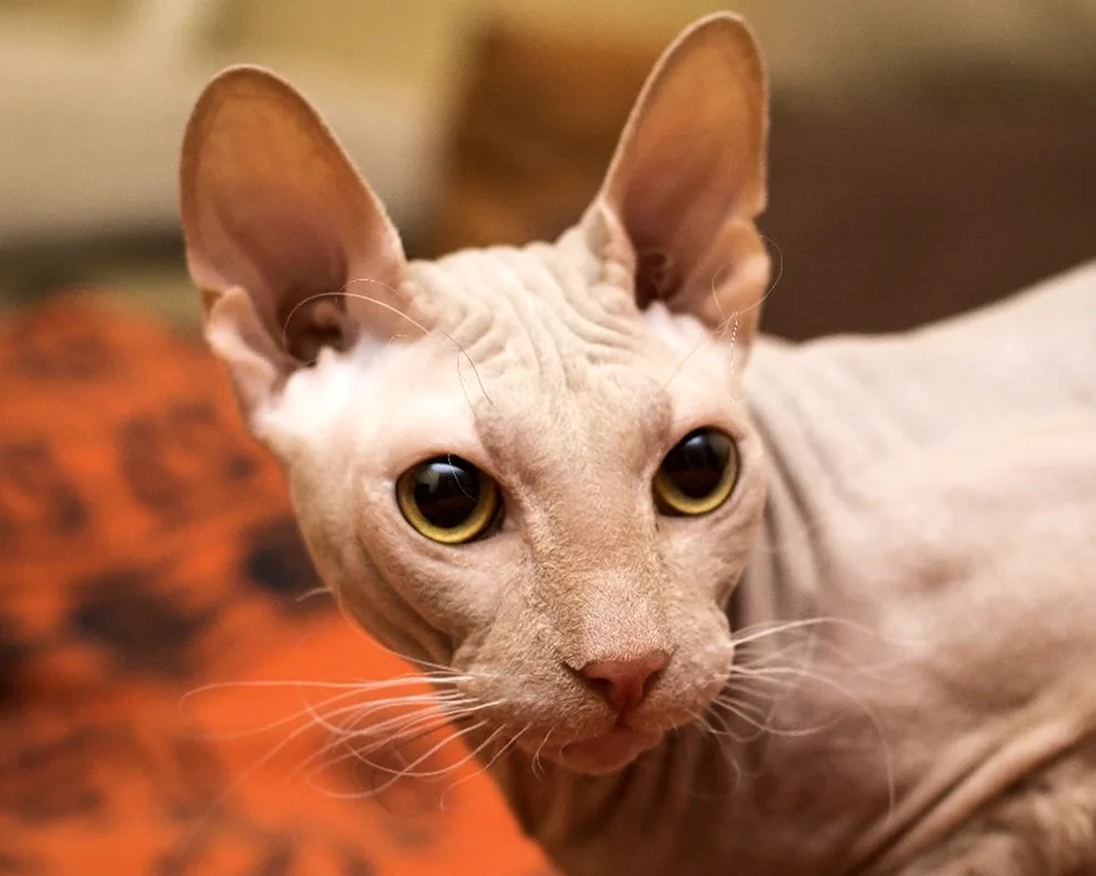 Don Sphynx