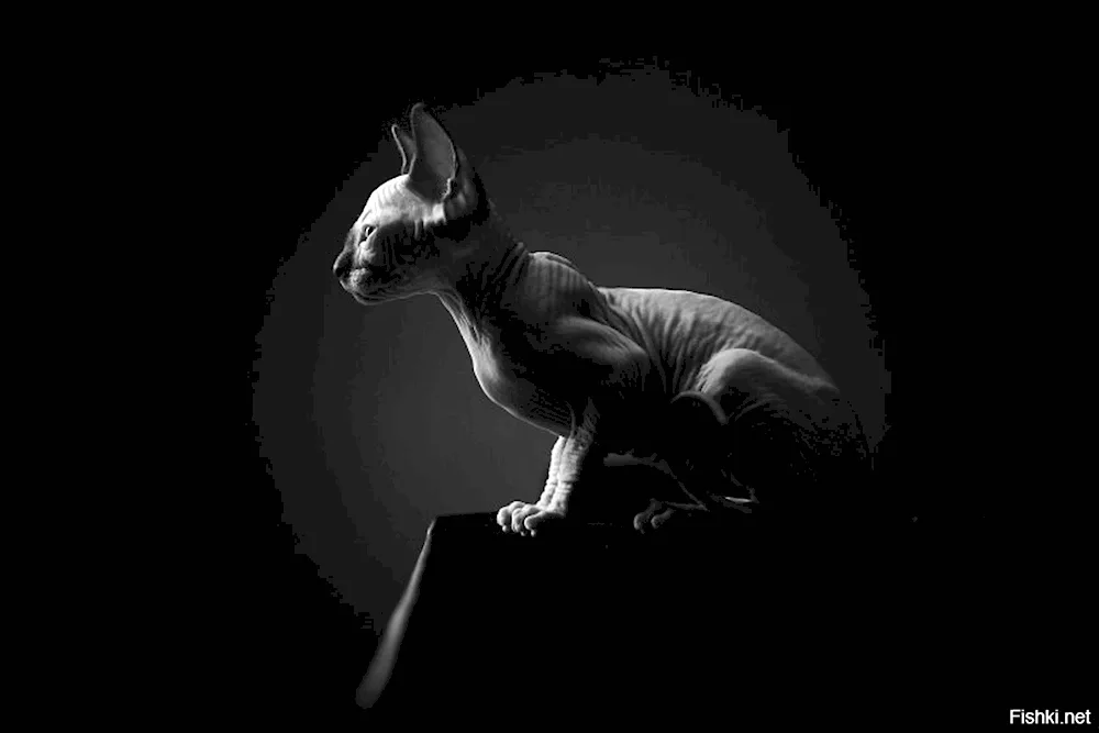 Don Sphynx