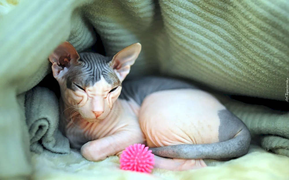 Don Sphynx