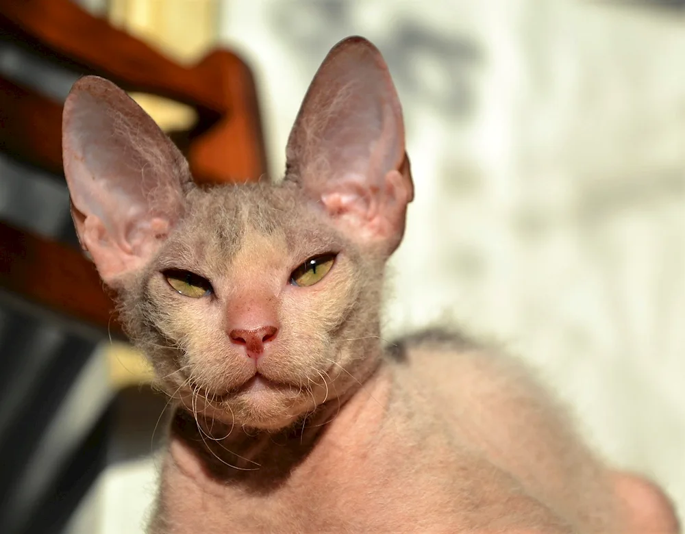 Don sphynx brash