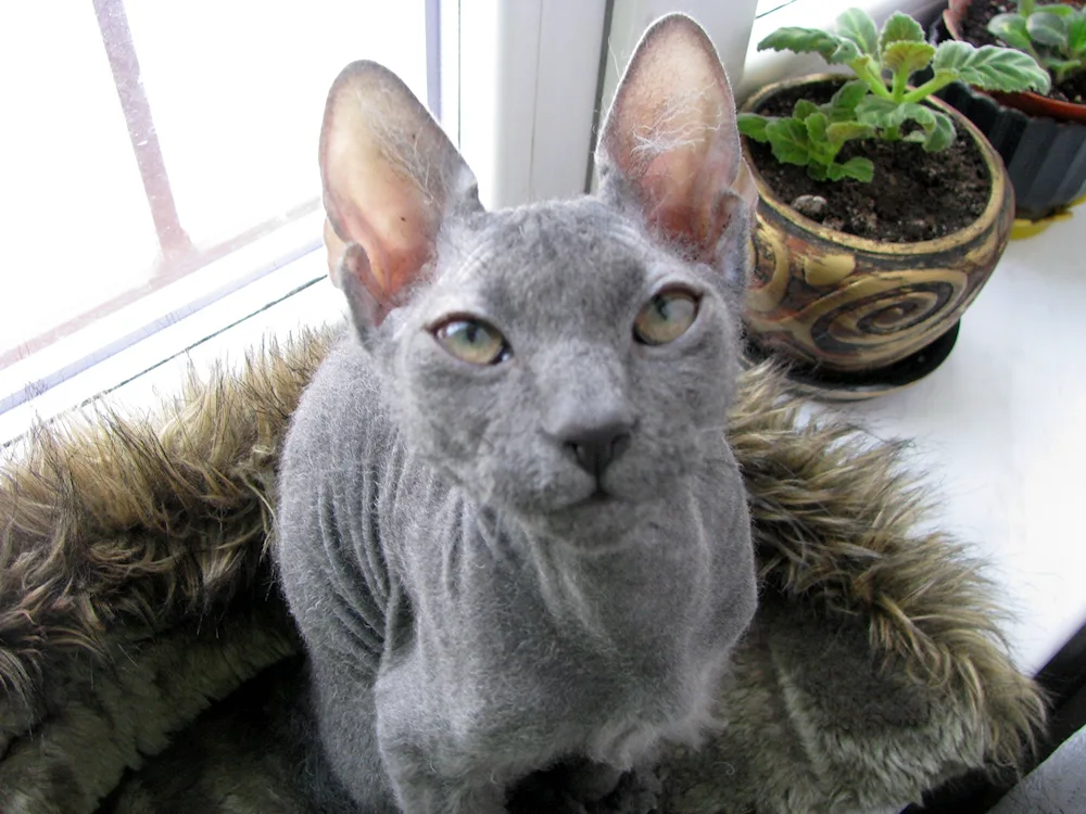 Cornish Rex