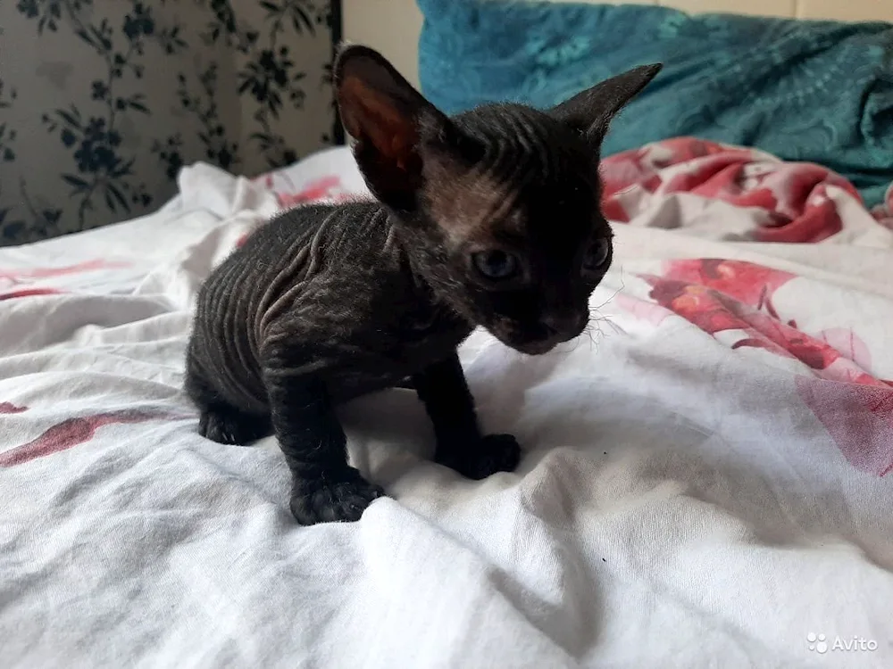 Sphynx Brasch