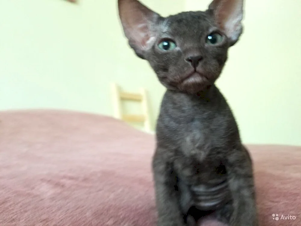 Don sphynx brash black