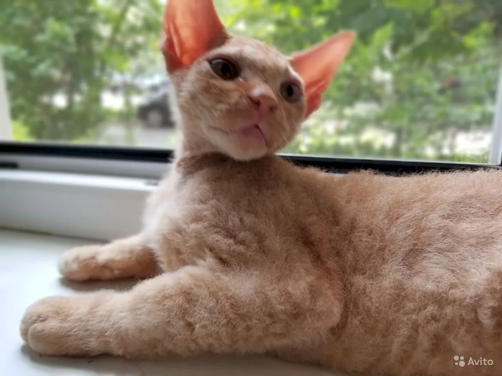 Don sphynx brash red