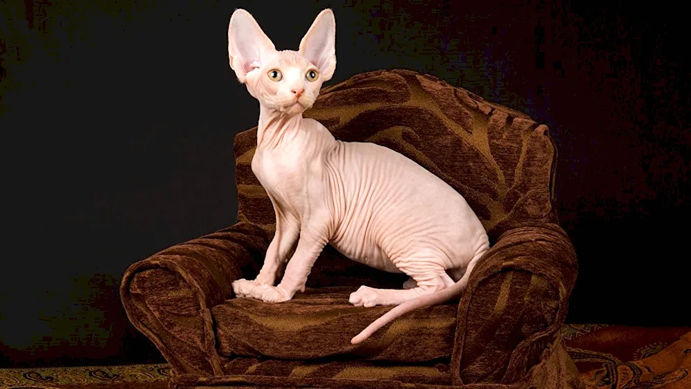 Don Sphynx cat