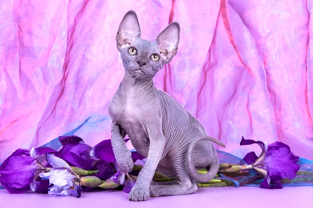 Don Sphynx cat